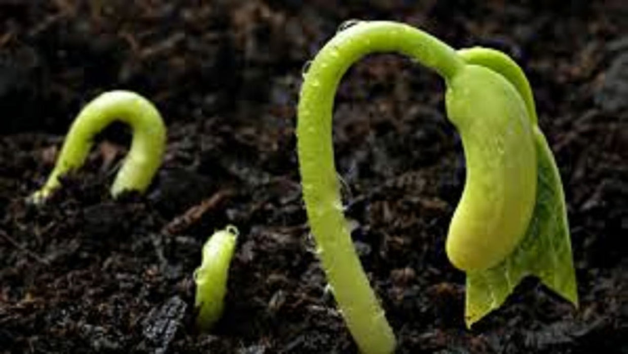 RSI Hydroponic Seeding Trays - 2 pack