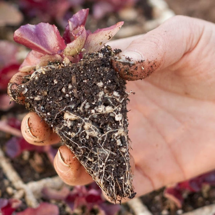 RSI Hydroponic Seeding Trays